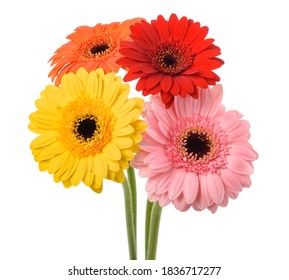 Gerbera Flowers Bunch Isolated On White Background