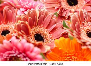 gerbera flowers closeup – Ảnh có sẵn
