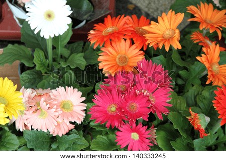 Similar – Foto Bild 3 Gerbera-Blüten im Glas auf Papprolle