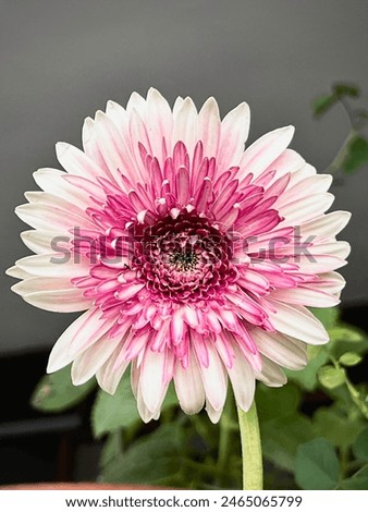 Gerbera flower,with small gradient pink petals,symbolise of innocense,pureity,cheerful and love royalty,beauty by nature
