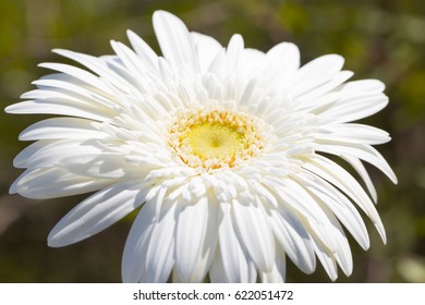 Gerbera Jamesonii Micro Shoot 