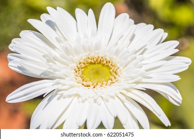 Gerbera Jamesonii Micro Shoot 