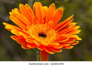 Gerbera Jamesonii Micro Shoot 