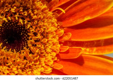 Gerbera Jamesonii Micro Shoot 