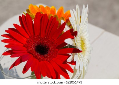 Gerbera Jamesonii Micro Shoot 