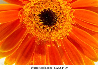 Gerbera Jamesonii Micro Shoot 