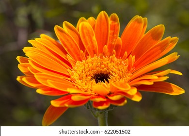 Gerbera Jamesonii Micro Shoot 