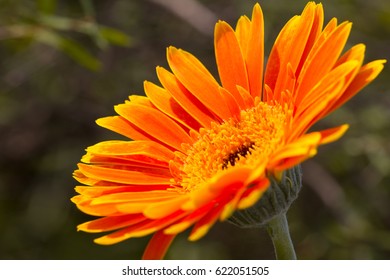 Gerbera Jamesonii Micro Shoot 