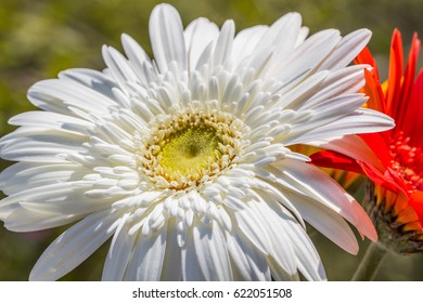 Gerbera Jamesonii Micro Shoot 