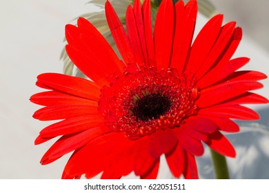 Gerbera Jamesonii Micro Shoot 