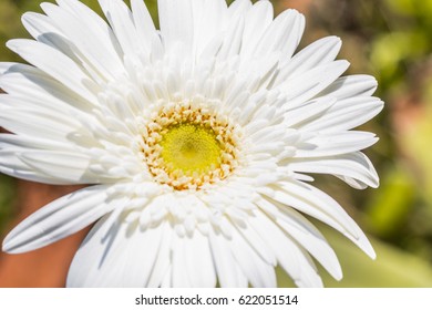 Gerbera Jamesonii Micro Shoot 