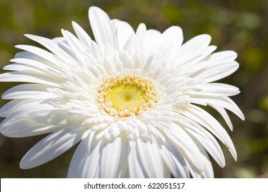 Gerbera Jamesonii Micro Shoot 