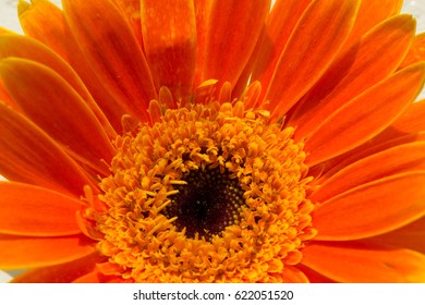 Gerbera Jamesonii Micro Shoot 