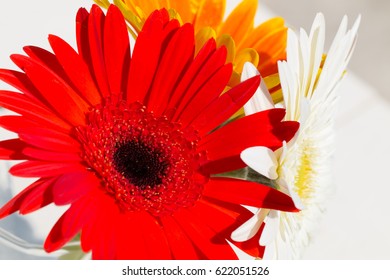 Gerbera Jamesonii Micro Shoot 