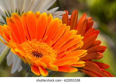 Gerbera Jamesonii Micro Shoot 