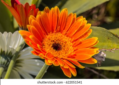 Gerbera Jamesonii Micro Shoot 