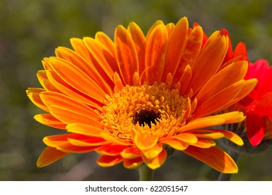 Gerbera Jamesonii Micro Shoot 