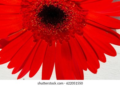 Gerbera Jamesonii Micro Shoot 