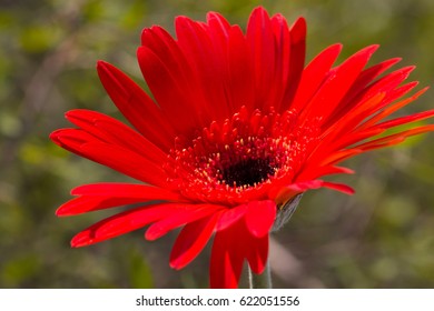 Gerbera Jamesonii Micro Shoot 