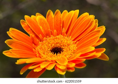 Gerbera Jamesonii Micro Shoot 