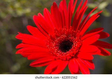 Gerbera Jamesonii Micro Shoot 