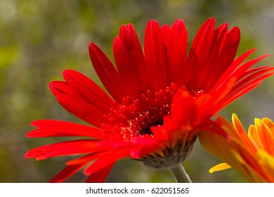 Gerbera Jamesonii Micro Shoot 