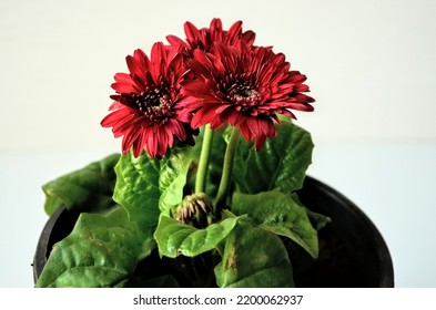 Gerbera L. is a genus of plants in the Asteraceae family. Gerbera is also commonly known as the African Daisy. Perennial herbs. Woolly crown. Used as a decorative garden plant or as cut flowers.