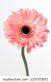 Gerbera Mini N' Sync