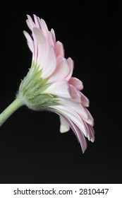 Gerbera on the black background.