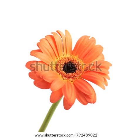 Gerbera orange flower isolated over the white background