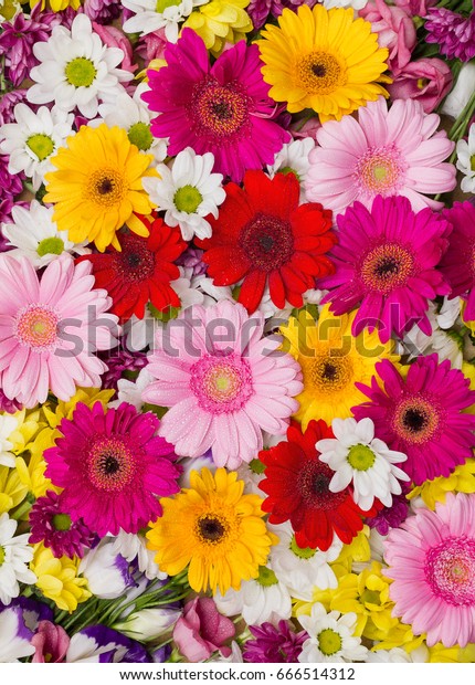 Descubra Gerbera Y Otras Flores Dispuestas Como Imagenes De Stock En Hd Y Millones De Otras Fotos Ilustraciones Y Vectores En Stock Libres De Regalias En La Coleccion De Shutterstock Se Agregan Miles De Imagenes Nuevas De Alta Calidad Todos Los Dias