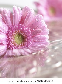 Gerbera pink