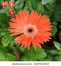 Gerbera Tracheophytes Angiosperms Eudicots Asterids Daisy