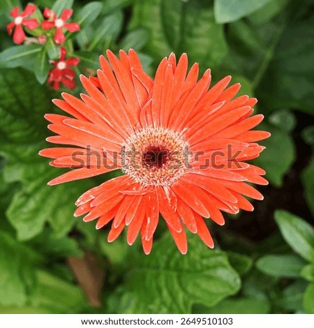 Gerbera Tracheophytes Angiosperms Eudicots Asterids Daisy