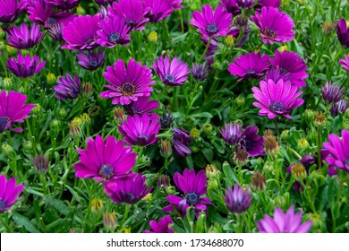 Gerbera Or Transvaal Daisy Flower