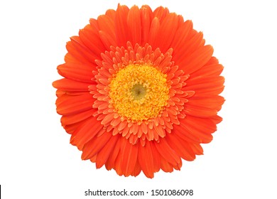 3,184 Barberton Daisy Images, Stock Photos & Vectors | Shutterstock