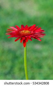 Gerbera,Red flowers..