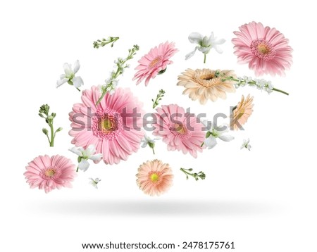 Similar – Image, Stock Photo Flying pink daisy flowers at white wall background with shadows. Falling petals from summer flowers. Front view.