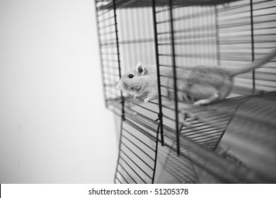 Gerbil Climbing Out Of Cage