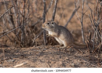 Cute animals  Gerbil-gobi-desert-260nw-1094454977