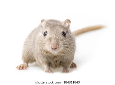 Cute animals  Gerbil-isolated-on-white-background-260nw-184811843