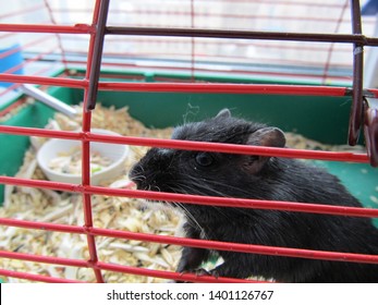 Gerbil Mouse Looks Out Of The Cage