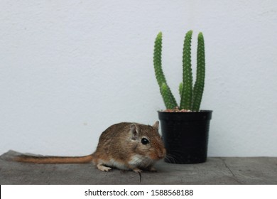 Cute animals  Gerbil-mouse-stands-next-cactus-260nw-1588568188