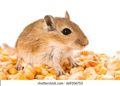 Cute animals  Gerbil-on-white-background-260nw-669106753