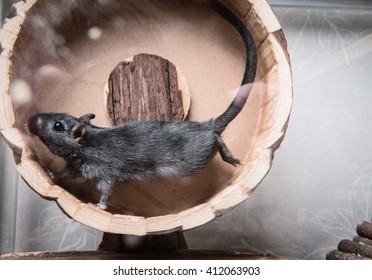 Gerbil Running On Wooden Wheel