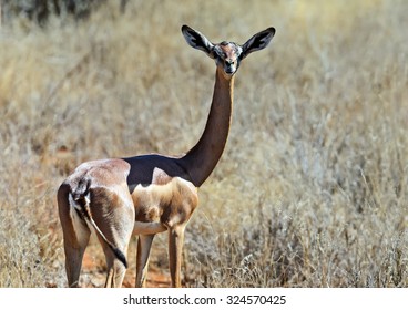 Gerenuk