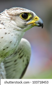 gerfalcon