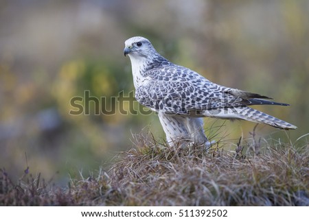 gerfalcon,gyrfalcon