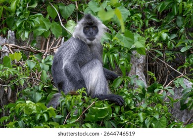 Germain's Langur - Trachypithecus germaini, rare endagered Old World monkey native to tropical forests of Indochina, Vietnam.