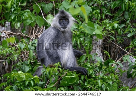 Germain's Langur - Trachypithecus germaini, rare endagered Old World monkey native to tropical forests of Indochina, Vietnam.